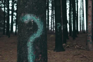 trees in the woods